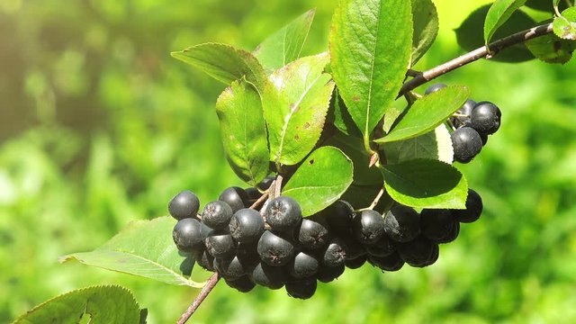 Fruitful ripe aronia berry fruit on the branch