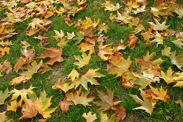 autumn leaves on green grass