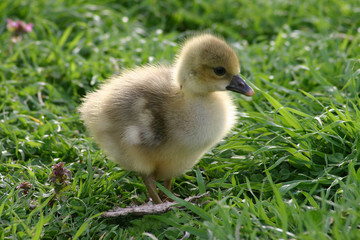 little duckling on green grass
