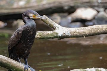 Great cormorant