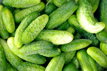 Harvest of fresh green cucumbers.Green background from cucumbers