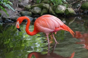Wandaufkleber American flamingo © lues01