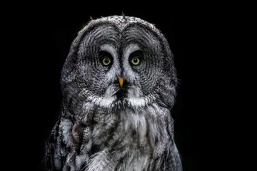 Foto op Plexiglas Great grey owl © lues01