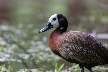 White-faced whistling duck