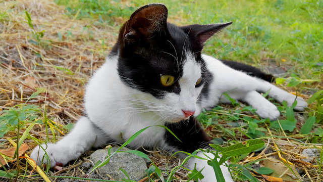 Junge Streunerkatze in Kroatien