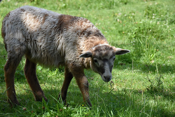 Cute little lamb in a meadow grazing grass