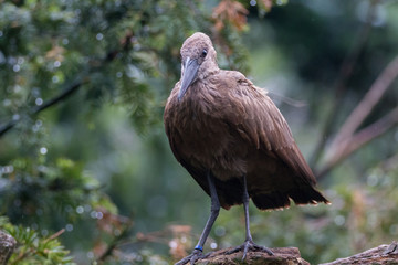 Hamerkop
