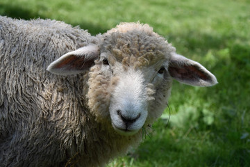 Head of cute sheep