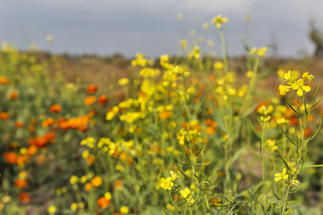 Beautiful wild field flowers background
