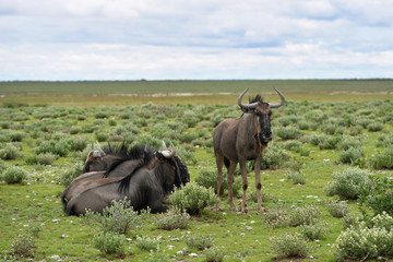 Blue wildebeest antelopes, Africa