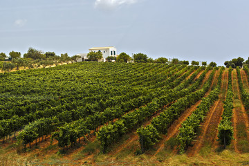 Fototapeta na wymiar Plantation of grape vines landscape with sunset