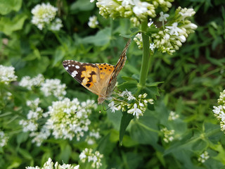 Distelfalter; Cynthia; cardui; Centranthus; alba