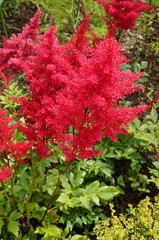 Red flower plumes of astilbe plant