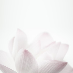 pink lotus in soft color and blur style for background    