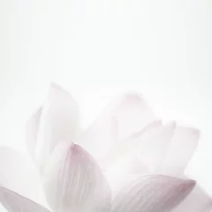 Fotobehang Lotusbloem roze lotus in zachte kleuren en vervagingsstijl voor achtergrond