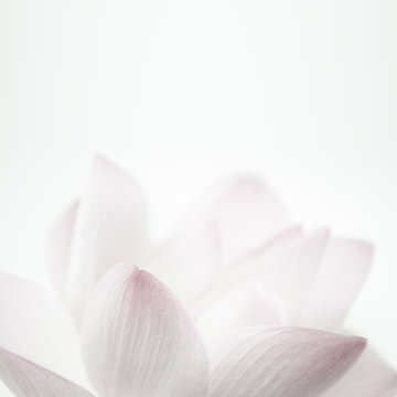 Fototapeta pink lotus in soft color and blur style for background    