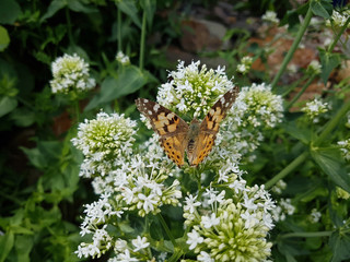 Distelfalter; Cynthia; cardui; Centranthus; alba