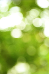 Obraz premium Abstract green nature bokeh background