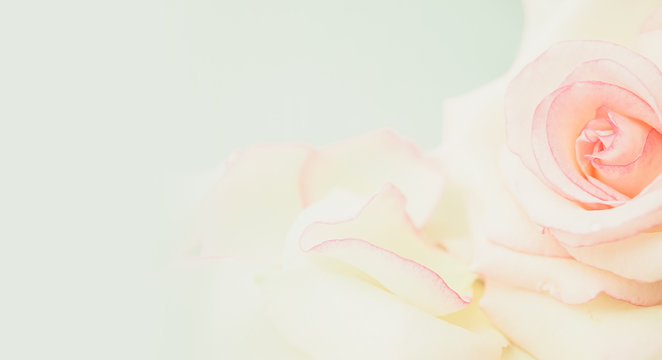 sweet pink roses in soft color and blur style

