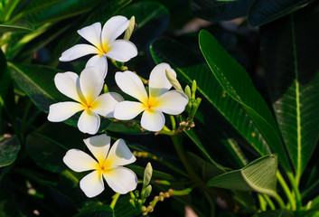 Obraz premium plumeria flowers