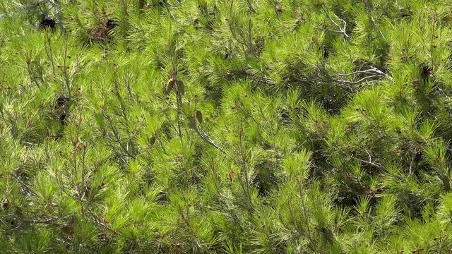 Green cones on the pine branch (Pinus brutia). Chalcidice, Greece.