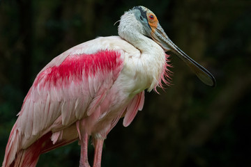 Roseate spoonbill
