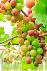 Ripe grapes in the vineyard,in the autumn season