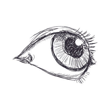 View and look concept represented by sktech eye icon. Isolated and flat illustration