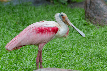 Roseate spoonbill
