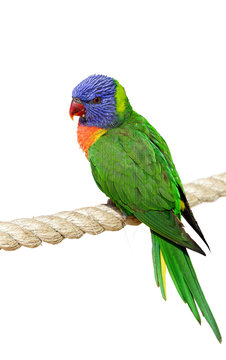 beautiful parrot isolated
