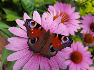 Tagpfauenauge; Inachis; io; Roter Sonnenhut; Echinacea; purpurea