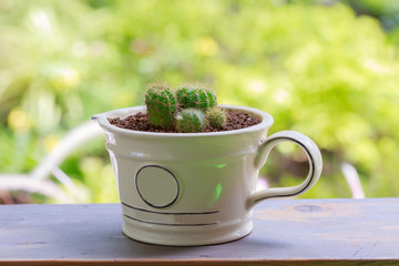 Cactus in cup.