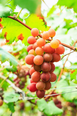 Ripe grapes in the vineyard,in the autumn season