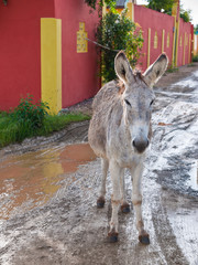 Bonaire Wild Donkey