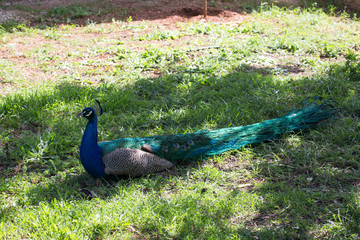Beautiful peacock on a green grass in a zoo