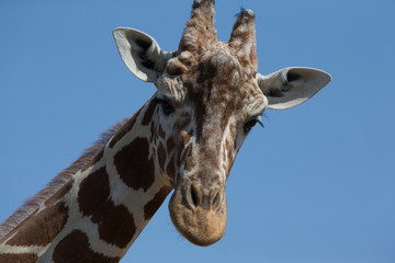 Beautiful giraffe in a zoo