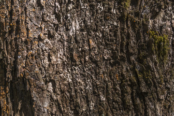 tree bark for background or texture