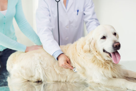 close up of vet with stethoscope and dog at clinic