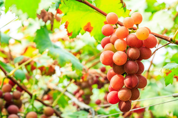Ripe grapes in the vineyard,in the autumn season