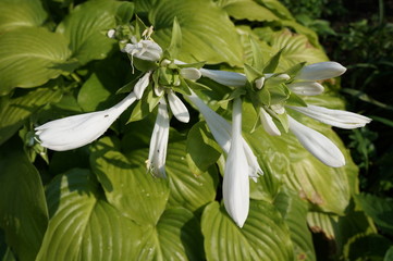 Hosta  hybrid 'Royal Standard' white flowers and shiny green leaves