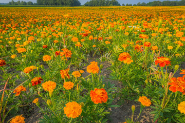 field of marigolds half close up