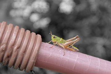 criquet fait sa pause