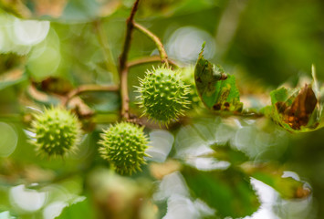Aesculus hippocastanum / horse chestnut tree fruit nut detail closeup green leaf forest background