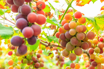 Ripe grapes in the vineyard,in the autumn season