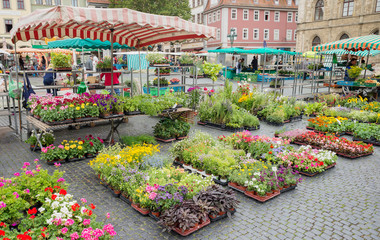 Square street market flower plant stand stall farmer town organic production Weimar Thuringia...