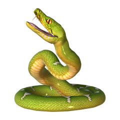 3D Rendering Green Tree Python on White