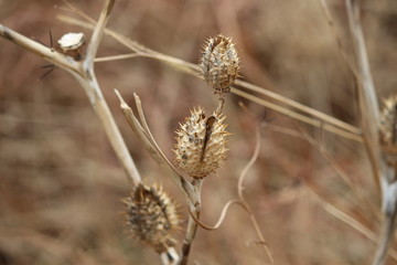 Dry Datura (Jimson Weed) seedpod in a nature reserve