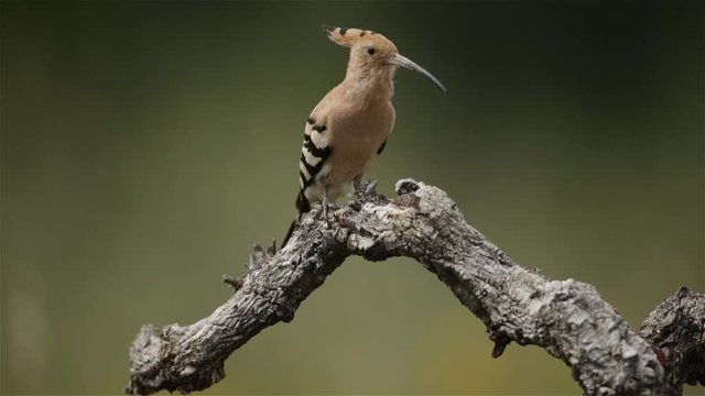 Abubilla