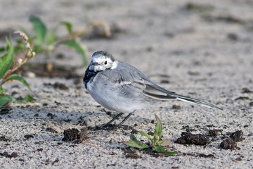 White wagtail on sandy soil