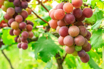 Ripe grapes in the vineyard,in the autumn season